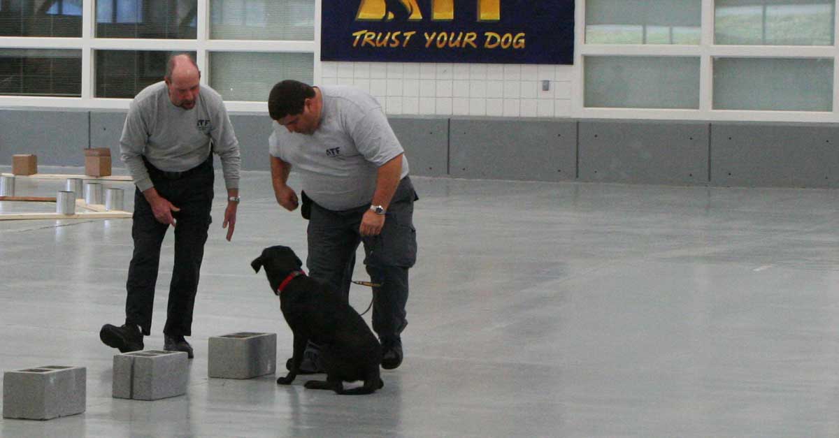 training-for-accelerant-detection-canines-and-their-handlers